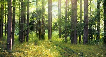 �ﶬ�������� | �ƶ����ſƼ������Ʒ������ʡ�д���ɭ������ս